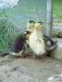 20050416 ANIMALS 'New Ducklings' 2